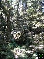 thn_NZ leden-unor 2006 266.jpg